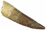 Fossil Plesiosaur (Zarafasaura) Tooth - Morocco #296366-1
